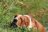 BASSET HOUND 205